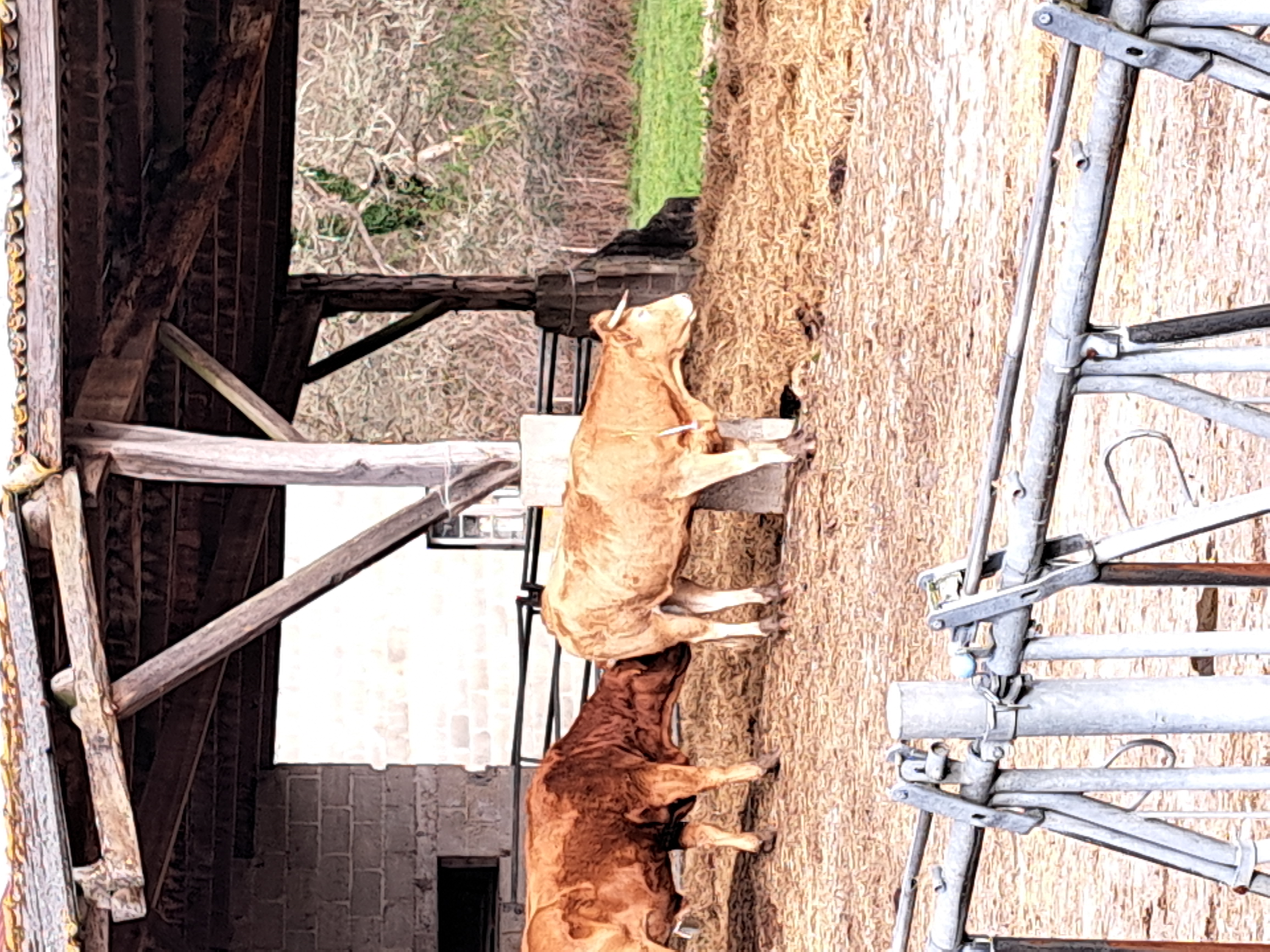 Fléchage Blonde d'Aquitaine